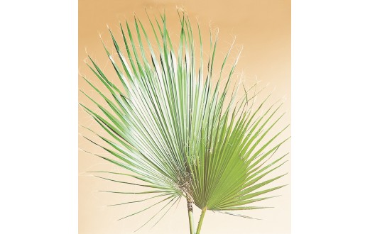 Washingtonia palm leaves
